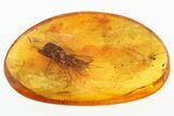 Fossil Caddisflies (Trichoptera) and Spider (Araneae) in Baltic Amber #310805-2